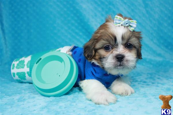 lvpuppyheaven Picture 2